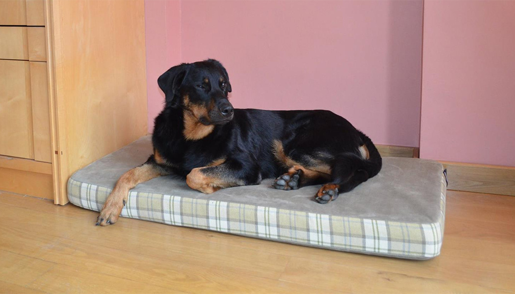 5 Ways to Repurpose Your Old Dog Bed: A Loving Guide to Upcycling